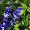 Salvia patens 'Black&Blue'